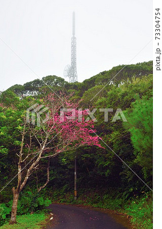 ＜奄美大島　高知山＞　ヒカンザクラ　寒緋桜 73304754