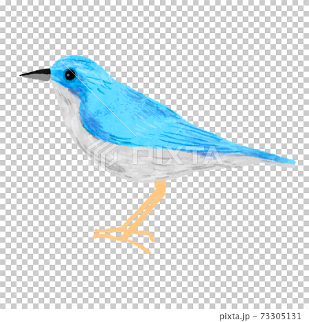Blue bird hand drawn illustrationのイラスト素材 [73305131] - PIXTA