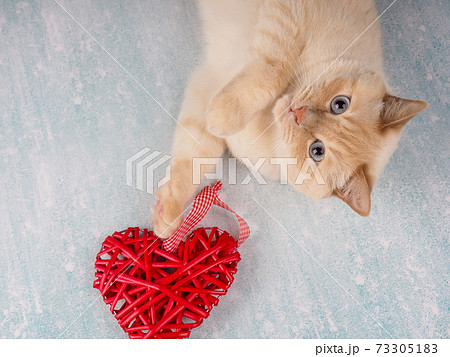 cute cat playing with red heart, Valentine's day concept cute cat playing with red heart, Valentine's day concept 73305183