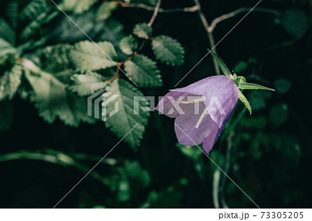 a single lilac campanula flower on a dark background a single lilac campanula flower on a dark background 73305205