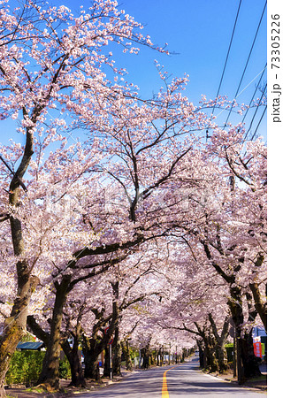 桜の木のトンネル 静岡県伊東市八幡野の写真素材