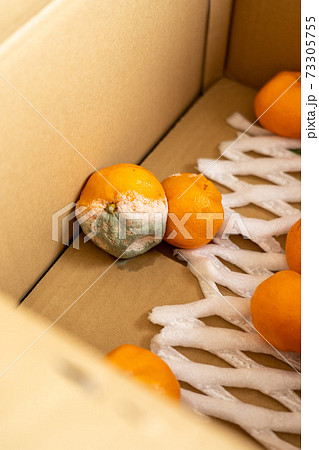 段ボールの中に残っている腐ったみかん 73305755