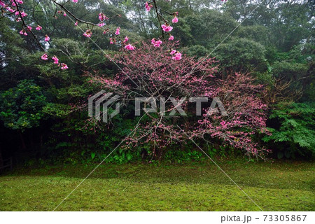 ＜奄美大島　高知山＞　樹形の美しいヒカンザクラ　 73305867