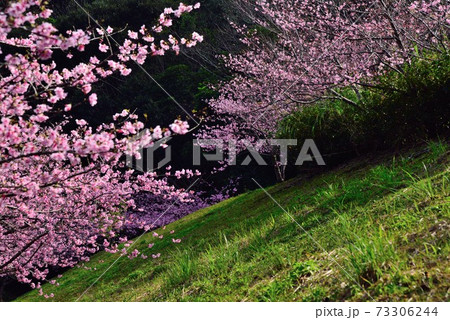 ＜奄美大島　大和村＞　ヒカンザクラ　寒緋桜 73306244