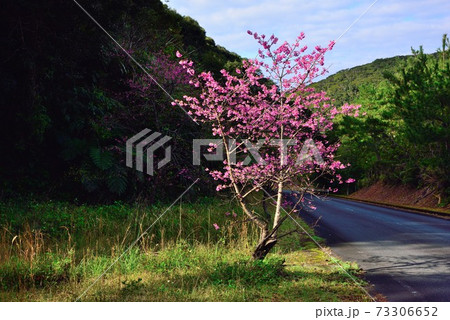 ＜奄美大島　大和村＞　ヒカンザクラに暖かい陽射し 73306652