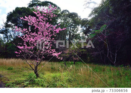 ＜奄美大島　大和村＞　ヒカンザクラに暖かい陽射し 73306656