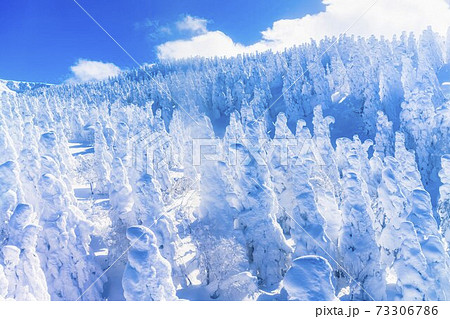 山形蔵王の樹氷と青空　山形県山形市 73306786