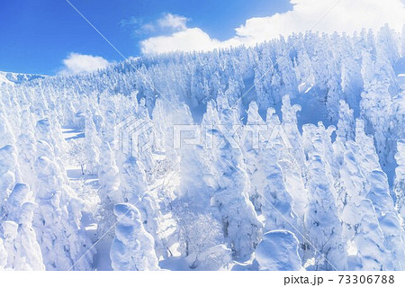 山形蔵王の樹氷と青空 山形県山形市 山形蔵王の樹氷と青空 山形県山形市 73306788