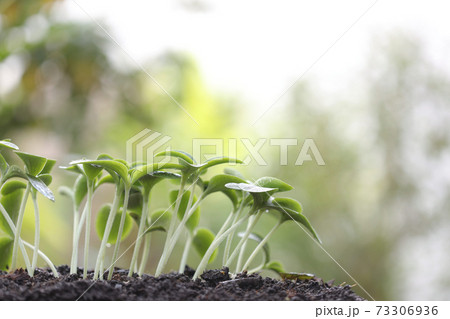 Pumpkin sprouts growing green plant new life Pumpkin sprouts growing green plant new life 73306936