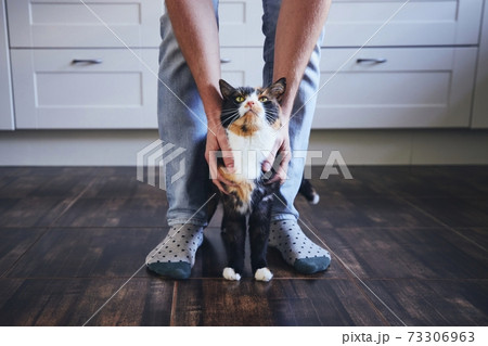 Man stroking his mottled cat at home Man stroking his mottled cat at home 73306963