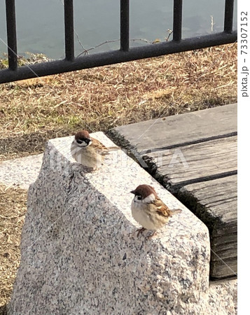 会話する二人 会話する二人 73307152
