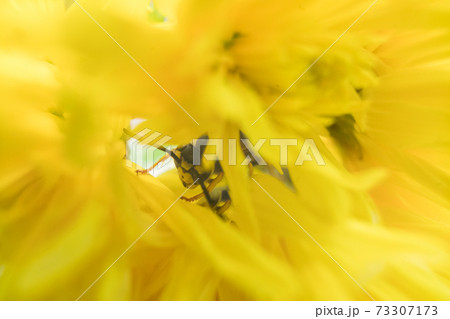 Macro of a wasp bee on a yellow chrysanthemum flower. 73307173