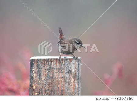Eurasian wren (Troglodytes troglodytes) Eurasian wren (Troglodytes troglodytes) 73307266