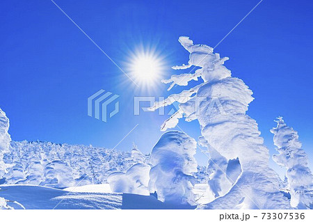 山形蔵王の樹氷と青空 山形県山形市 山形蔵王の樹氷と青空 山形県山形市 73307536