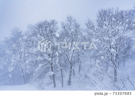 霧雪が降る森の風景　山形県山形市 73307685