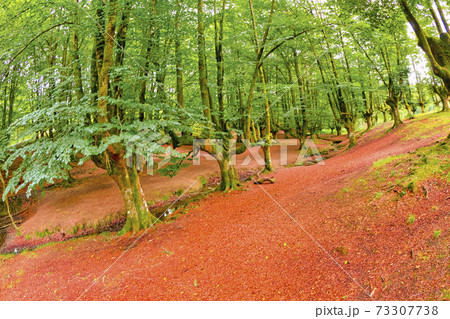 Otzarreta Beech Forest, Gorbeia Natural Park, Bizkaia, Spain 73307738