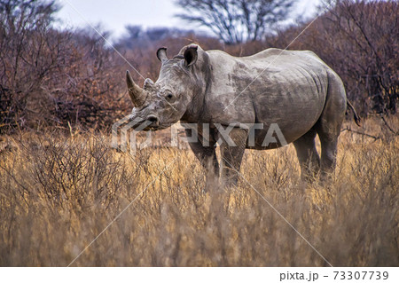 White Rhinoceros, Khama Rhino Sanctuary, Botswana White Rhinoceros, Khama Rhino Sanctuary, Botswana 73307739
