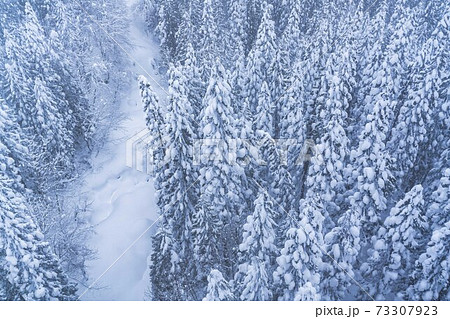 山形蔵王の樹氷と青空 山形県山形市 山形蔵王の樹氷と青空 山形県山形市 73307923