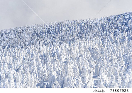 山形蔵王の樹氷と青空　山形県山形市 73307928