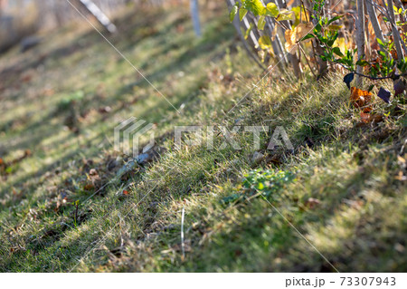 葉 花 木 73307943