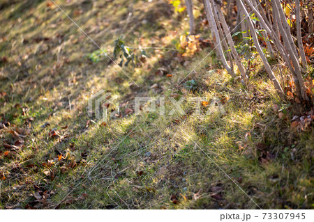 葉 紅葉 秋 73307945