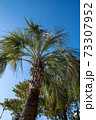ヤシの木 樹木 ヤシ 73307952