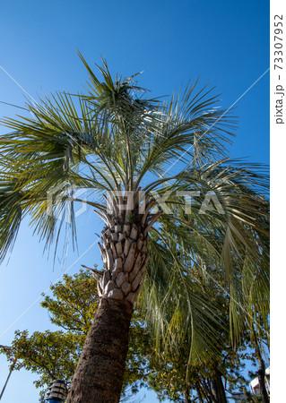 ヤシの木 樹木 ヤシ 73307952