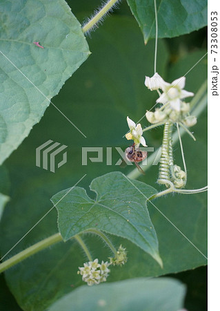 日本の侵略的外来種アレチウリ金平糖のような形にかたまって結実 73308053