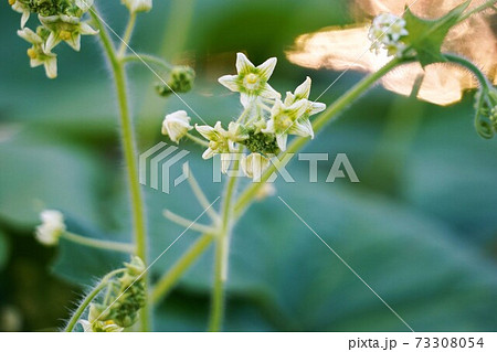 日本の侵略的外来種アレチウリ金平糖のような形にかたまって結実 73308054