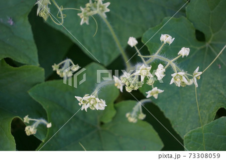 日本の侵略的外来種アレチウリ金平糖のような形にかたまって結実 73308059