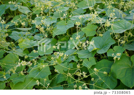 日本の侵略的外来種アレチウリ金平糖のような形にかたまって結実 73308065
