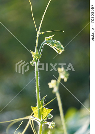 日本の侵略的外来種アレチウリ金平糖のような形にかたまって結実 73308067