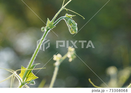 日本の侵略的外来種アレチウリ金平糖のような形にかたまって結実 73308068