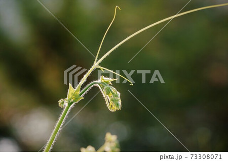 日本の侵略的外来種アレチウリ恐竜のような新芽 73308071