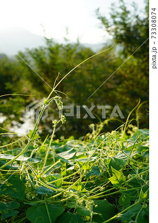 日本の侵略的外来種アレチウリ金平糖のような形にかたまって結実 73308074