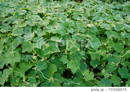 日本の侵略的外来種アレチウリ金平糖のような形にかたまって結実 日本の侵略的外来種アレチウリ金平糖のような形にかたまって結実 73308075