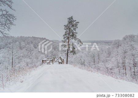 Bright winter landscape with snow covered trees 73308082