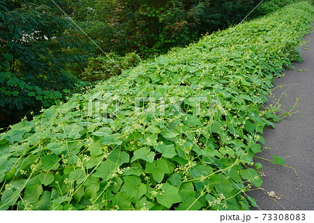 日本への侵略的外来種アレチウリ金平糖のような形にかたまって結実 73308083