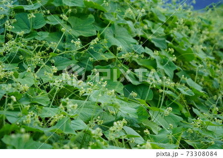 日本の侵略的外来種アレチウリ金平糖のような形にかたまって結実 日本の侵略的外来種アレチウリ金平糖のような形にかたまって結実 73308084