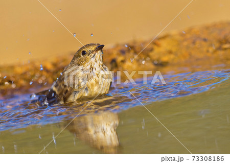 Pied Flycatcher, Forest Pond, Mediterranean Forest, Spain 73308186