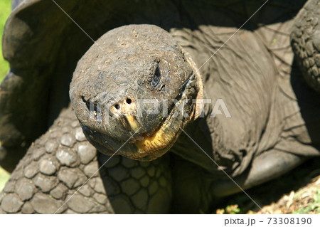 Galapagos Giant Tortoise, Galapagos National Park, Ecuador Galapagos Giant Tortoise, Galapagos National Park, Ecuador 73308190