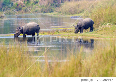 Greater One-horned Rhinoceros, Royal Bardia National Park, Nepal Greater One-horned Rhinoceros, Royal Bardia National Park, Nepal 73308447