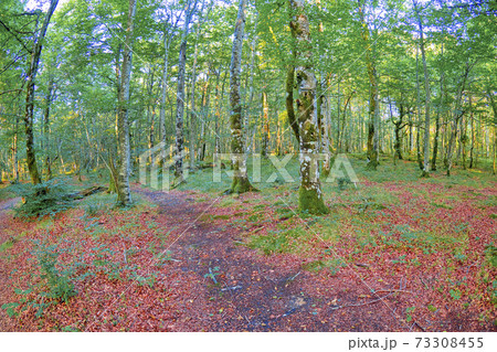 Forest Landscape, Valderejo Natural Park, Spain 73308455