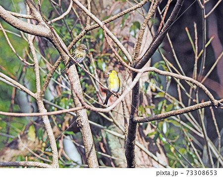 木にとまる黄色い渡り鳥マヒワの雄と雌 木にとまる黄色い渡り鳥マヒワの雄と雌 73308653