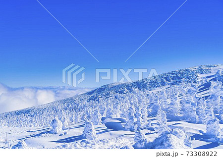 山形蔵王の樹氷と青空 山形県山形市 山形蔵王の樹氷と青空 山形県山形市 73308922