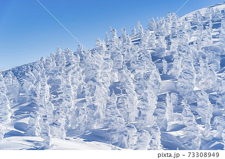 山形蔵王の樹氷と青空 山形県山形市 山形蔵王の樹氷と青空 山形県山形市 73308949