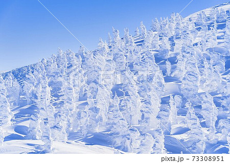 山形蔵王の樹氷と青空 山形県山形市 山形蔵王の樹氷と青空 山形県山形市 73308951