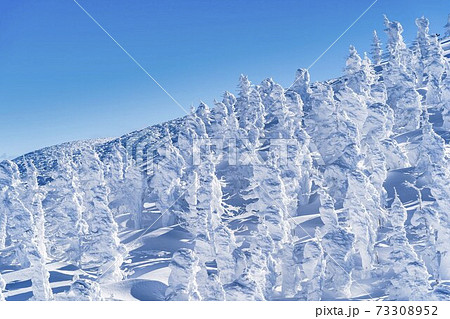 山形蔵王の樹氷と青空 山形県山形市 山形蔵王の樹氷と青空 山形県山形市 73308952