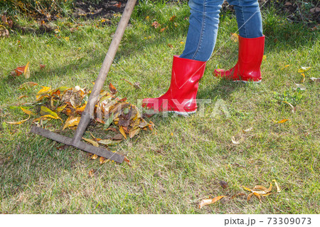 Gardener cleans a garden with the rake in autumn. 73309073