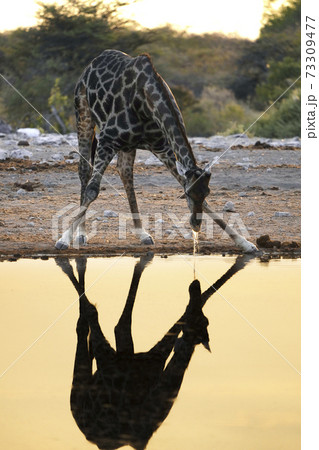 水場のケープキリン 73309477